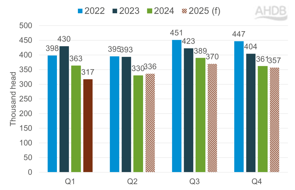 Graph showing actual and forecast adult sheep kill by quarter